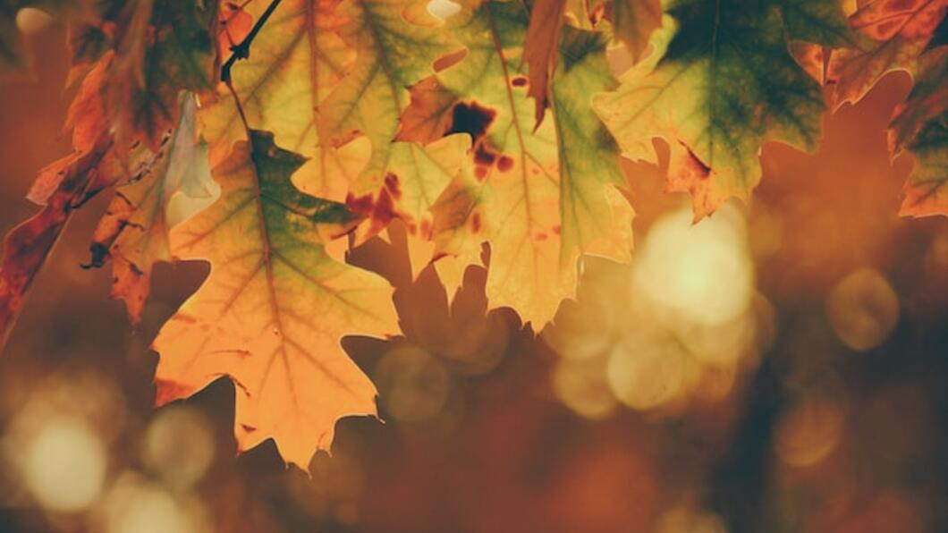 Herfstbladeren