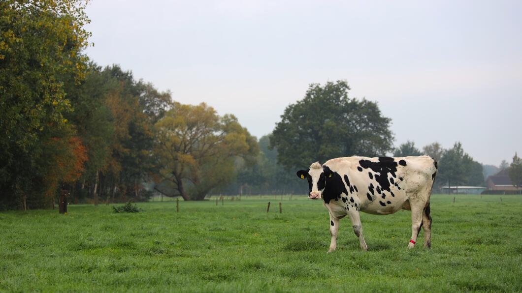Een koe in een weiland