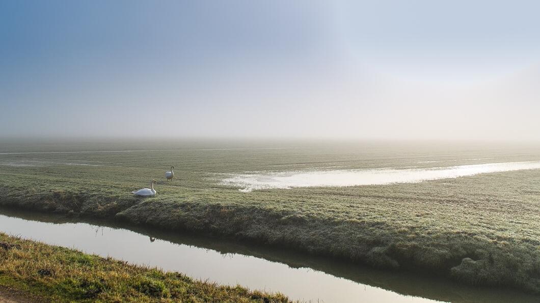een weiland met twee zwanen er in