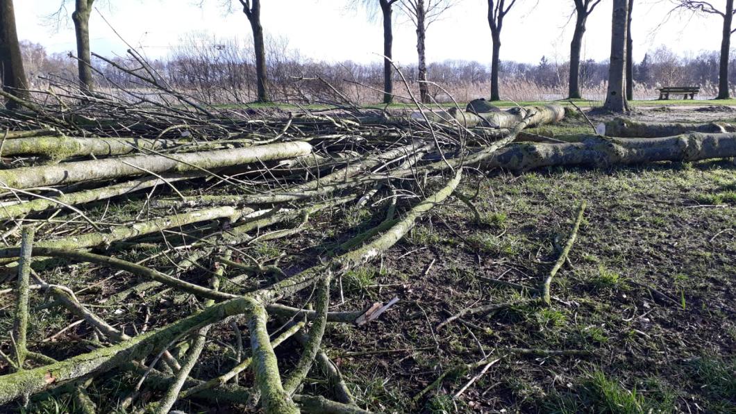 Snoeihout bij de Wijthmenerplas