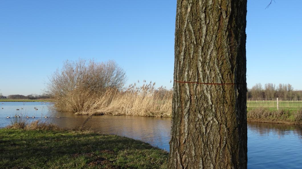 Een van de vernielde bomen. Foto: Loes Lodder
