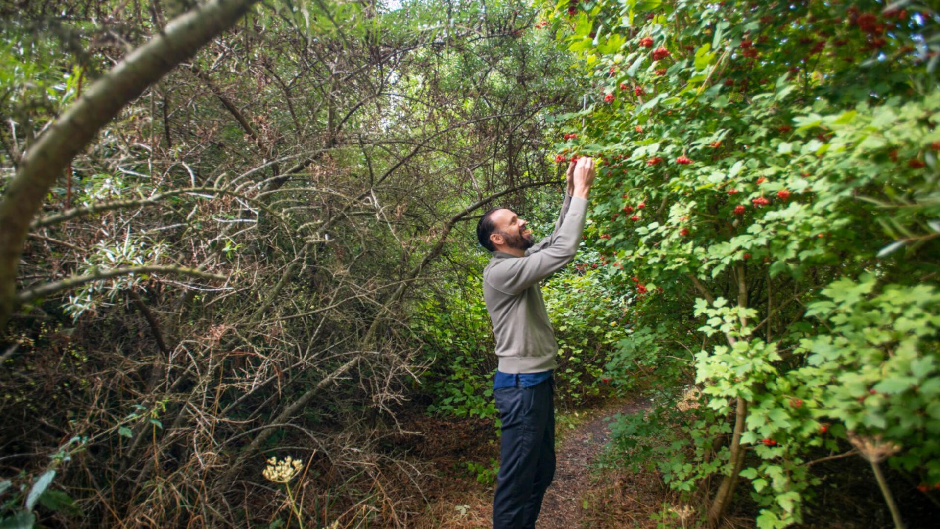 In een bosrijke omgeving plukt een man fruit uit een boom