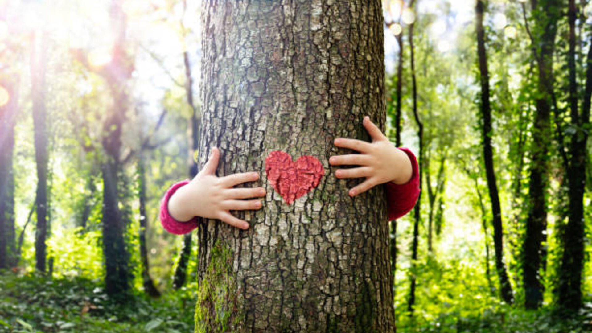 Een boom met op de bast een rood hart getekend. Twee handen houden de boom vast, alsof deze geknuffeld wordt.