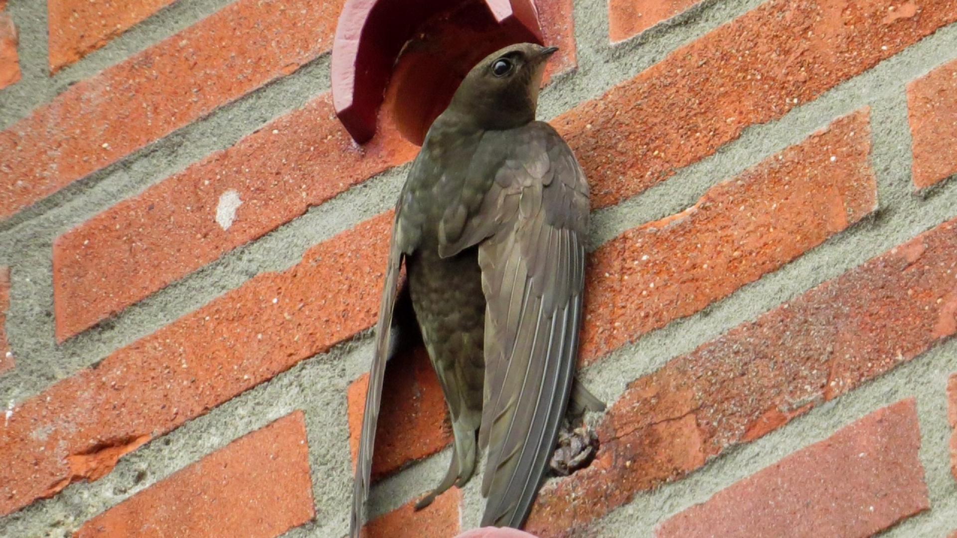 Gierzwaluw en inpandig nest