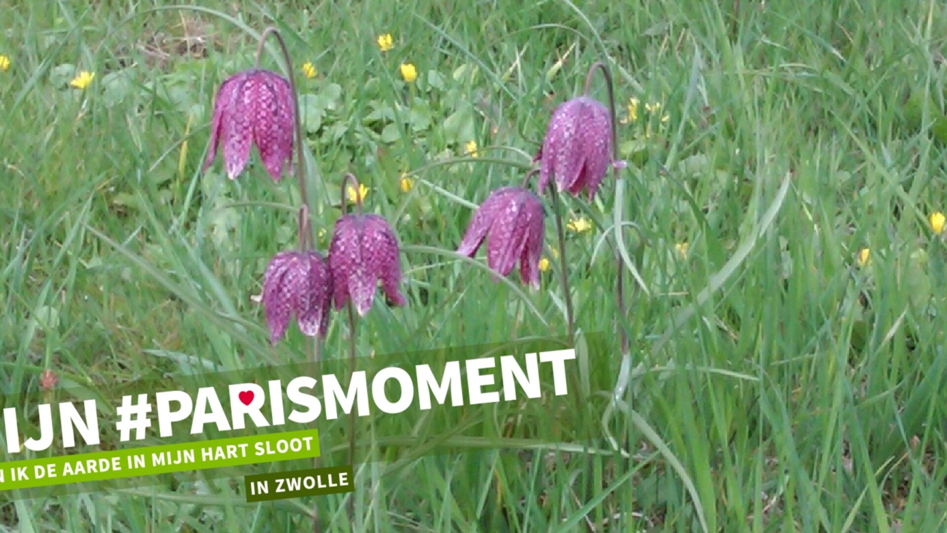 kievitsbloemen.jpg