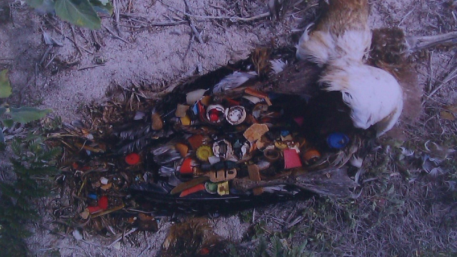 Dode vogel met plastic in de ingewanden